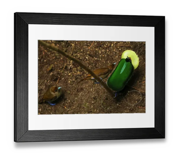 Framed Print : Magnificent bird of paradise (Cicinnurus magnificus) male, leaning back and presenting his breast shield and raised cape to two females, courtship display, Arfak Mountains, West Papua, Indonesia Framed Print : Magnificent bird of paradise (Cicinnurus magnificus) male, leaning back and presenting his breast shield and raised cape to two females, courtship display, Arfak Mountains, West Papua, Indonesia