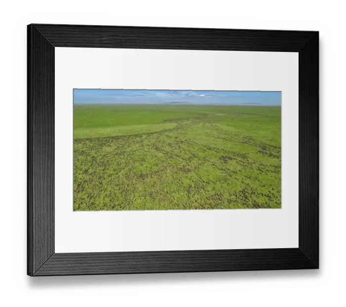 Framed Print : Aerial view of migrating Wildebeest (Connochaetes taurinus) on the border of Ngorongoro Conservation Area and Serengeti National Park, Tanzania, Africa Framed Print : Aerial view of migrating Wildebeest (Connochaetes taurinus) on the border of Ngorongoro Conservation Area and Serengeti National Park, Tanzania, Africa