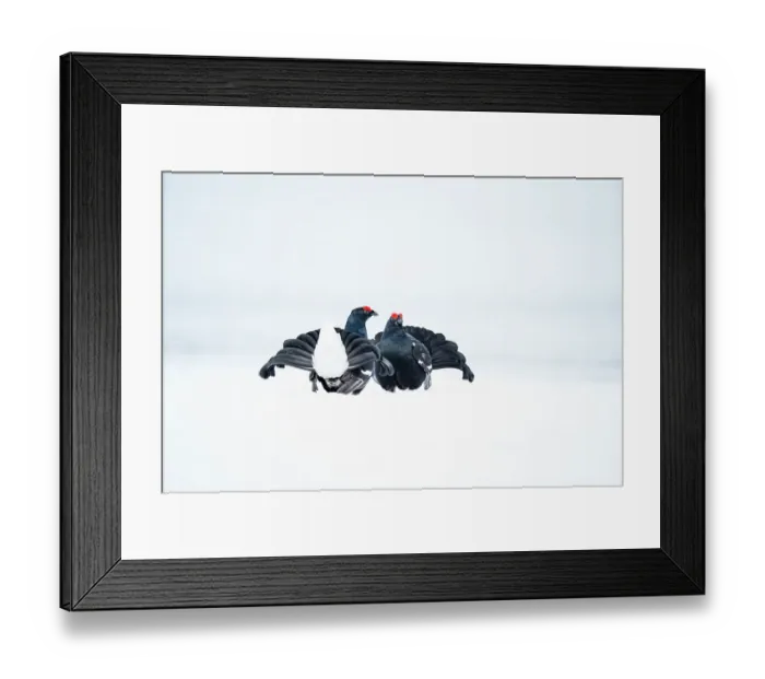 Framed Print : Black grouse (Tetrao tetrix) males fighting in snow during the breeding season, Viiksimo, Finland. April Framed Print : Black grouse (Tetrao tetrix) males fighting in snow during the breeding season, Viiksimo, Finland. April