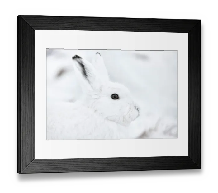 Framed Print : Arctic hare (Lepus arcticus groenlandicus) portrait, Ittoqqortoomiit, Northeast Greenland. February Framed Print : Arctic hare (Lepus arcticus groenlandicus) portrait, Ittoqqortoomiit, Northeast Greenland. February