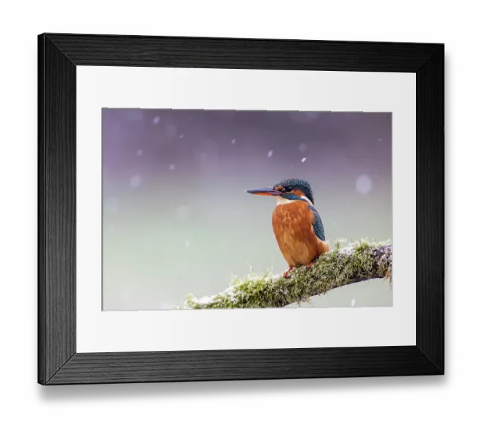 Framed Print : A female kingfisher (Alcedo atthis) perched on a branch in snow. Leeds, Yorkshire, UK. January Framed Print : A female kingfisher (Alcedo atthis) perched on a branch in snow. Leeds, Yorkshire, UK. January