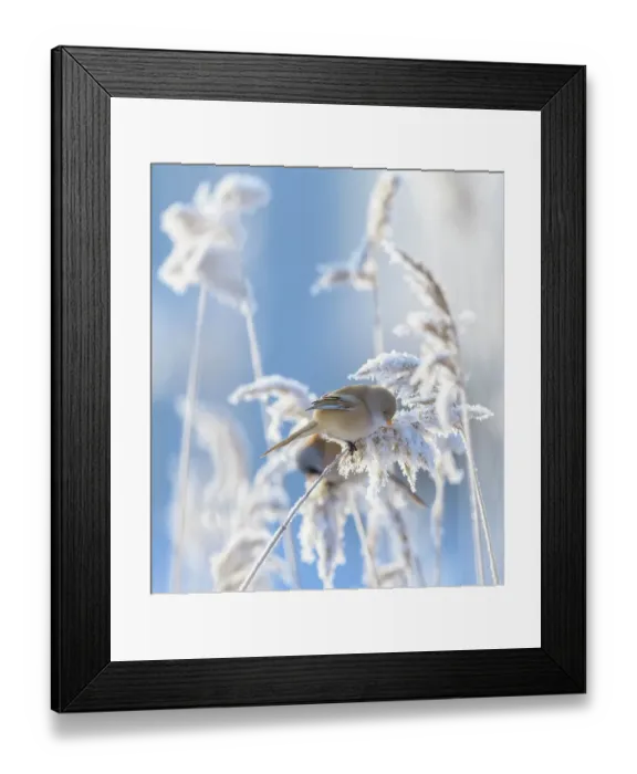 Framed Print : Female Bearded reedling (Panurus biarmicus) perched on frost-covered reeds, Finland. February Framed Print : Female Bearded reedling (Panurus biarmicus) perched on frost-covered reeds, Finland. February