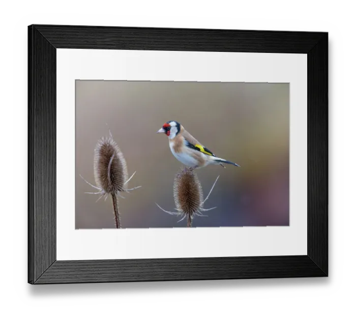 Framed Print : Goldfinch (Carduelis carduelis) perched on Teasel (Dipsacus sp. ) seedhead in winter, Germany. January Framed Print : Goldfinch (Carduelis carduelis) perched on Teasel (Dipsacus sp. ) seedhead in winter, Germany. January