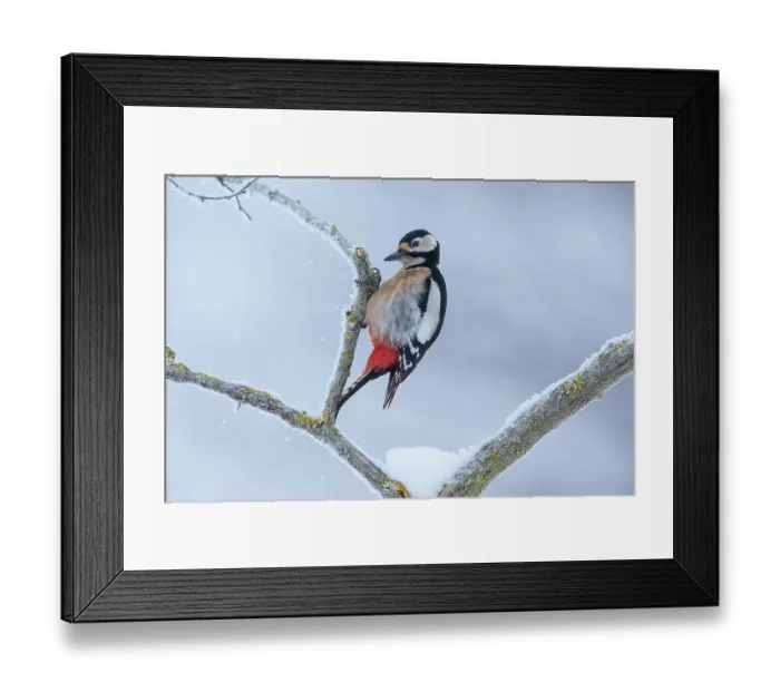 Framed Print : Great spotted woodpecker (Dendrocopos major) perched on a snow-covered branch, Germany. February Framed Print : Great spotted woodpecker (Dendrocopos major) perched on a snow-covered branch, Germany. February