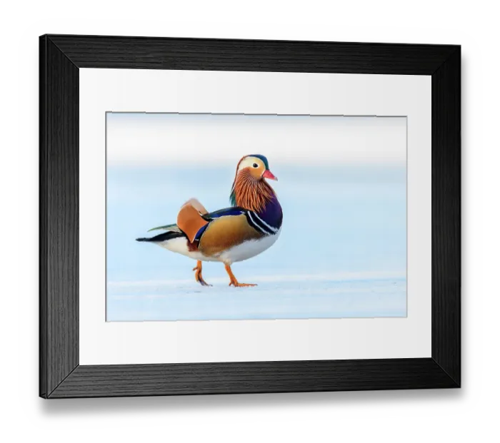 Framed Print : Mandarin duck (Aix galericulata) drake walking on snow-covered, frozen lake, London, UK. February Framed Print : Mandarin duck (Aix galericulata) drake walking on snow-covered, frozen lake, London, UK. February