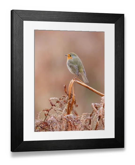 Framed Print : European robin (Erithacus rubecula) perched on dry bracken, Richmond Park, London, UK. January