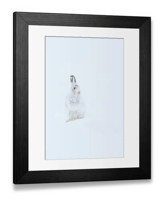Framed Print : Mountain hare (Lepus timidus) with fur encrusted in snow, Cairngorms National Park, Scotland, UK. January Framed Print : Mountain hare (Lepus timidus) with fur encrusted in snow, Cairngorms National Park, Scotland, UK. January