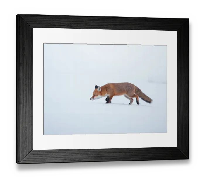 Framed Print : Red fox (Vulpes vulpes) vixen walking through snow, Derbyshire, UK. January Framed Print : Red fox (Vulpes vulpes) vixen walking through snow, Derbyshire, UK. January