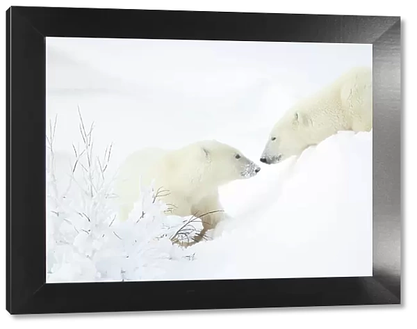 Female Polar bear (Ursus maritimus) with cub in snow, Churchill, Canada. November