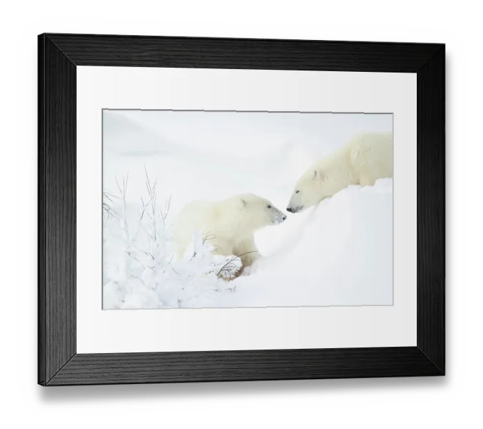 Framed Print : Female Polar bear (Ursus maritimus) with cub in snow, Churchill, Canada. November Framed Print : Female Polar bear (Ursus maritimus) with cub in snow, Churchill, Canada. November
