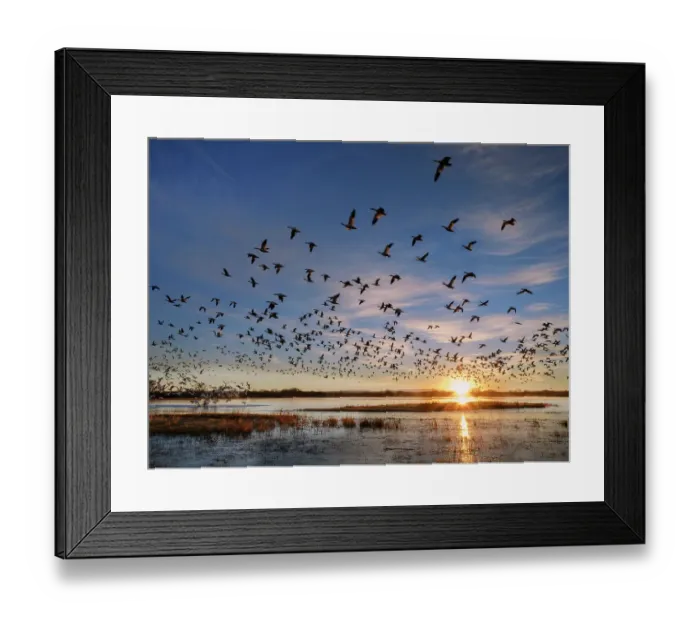 Framed Print : Flock of Snow geese (Anser caerulescens) leaving their roost at sunrise, Bosque del Apache Wildlife Refuge, New Mexico, USA. January Framed Print : Flock of Snow geese (Anser caerulescens) leaving their roost at sunrise, Bosque del Apache Wildlife Refuge, New Mexico, USA. January