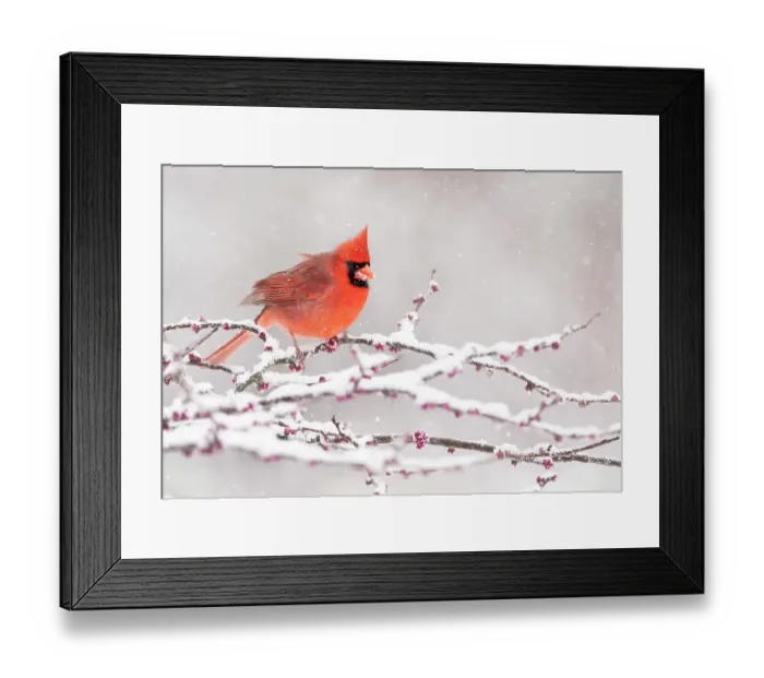 Framed Print : Male Northern cardinal (Cardinalis cardinalis), in breeding plumage, perched in snow-covered Eastern redbud (Cercis canadensis) tree during spring snowstorm, Freeville, New York, USA. April Framed Print : Male Northern cardinal (Cardinalis cardinalis), in breeding plumage, perched in snow-covered Eastern redbud (Cercis canadensis) tree during spring snowstorm, Freeville, New York, USA. April