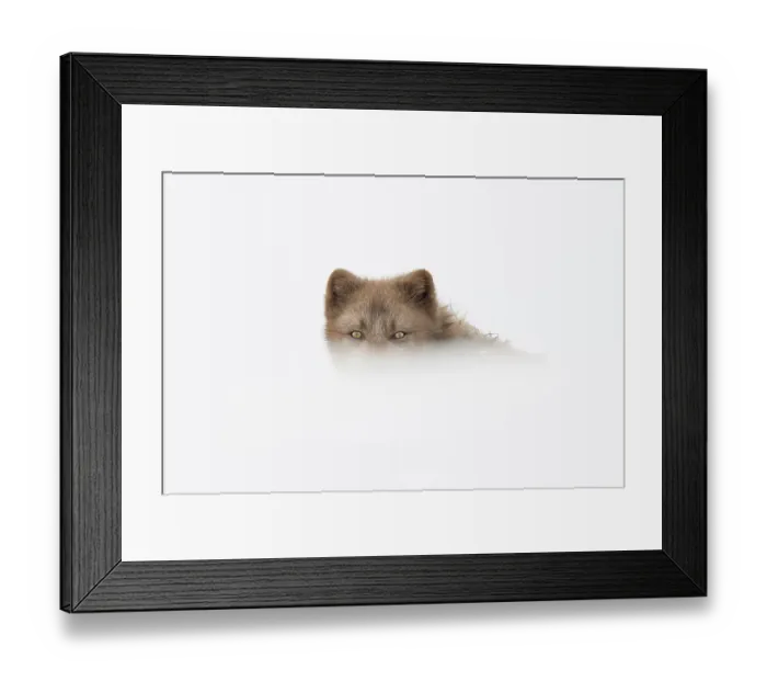 Framed Print : Arctic fox (Vulpes lagopus), female blue colour morph in winter coat, during snow blizzard. Baited with small amount of natural food (dried fish). Hornstrandir, Iceland. February Framed Print : Arctic fox (Vulpes lagopus), female blue colour morph in winter coat, during snow blizzard. Baited with small amount of natural food (dried fish). Hornstrandir, Iceland. February