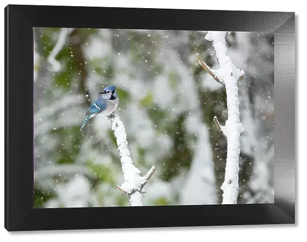 Blue jay (Cyanocitta cristata) perched on branch in woodland edge in snowstorm, Lexington, Massachusetts, USA. October