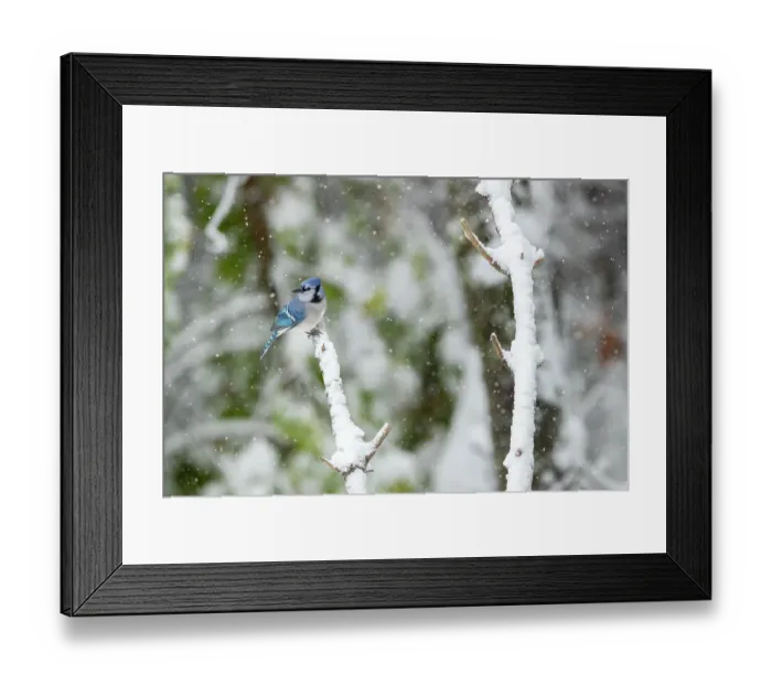Framed Print : Blue jay (Cyanocitta cristata) perched on branch in woodland edge in snowstorm, Lexington, Massachusetts, USA. October Framed Print : Blue jay (Cyanocitta cristata) perched on branch in woodland edge in snowstorm, Lexington, Massachusetts, USA. October