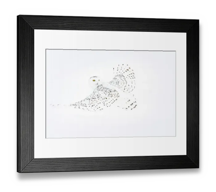 Framed Print : Snowy owl (Bubo scandiaca) female, in flight in winter, Canada. January Framed Print : Snowy owl (Bubo scandiaca) female, in flight in winter, Canada. January