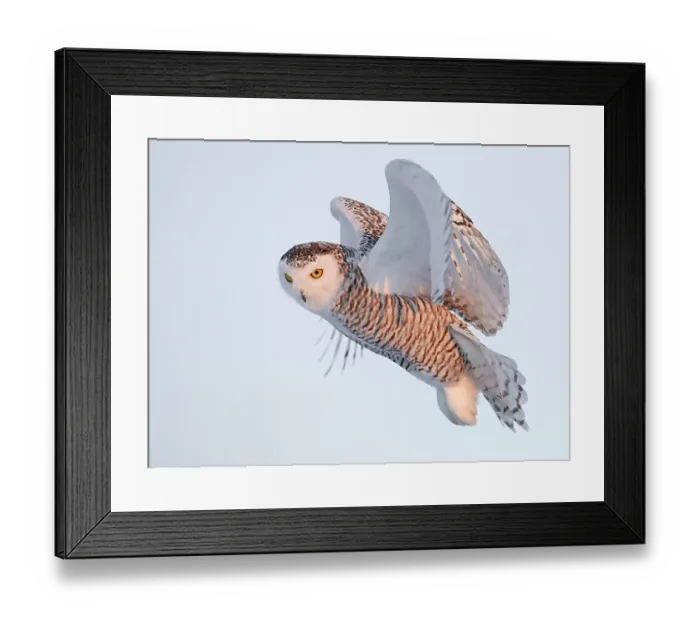 Framed Print : Snowy owl (Bubo scandiaca) female, in flight, Canada. January Framed Print : Snowy owl (Bubo scandiaca) female, in flight, Canada. January