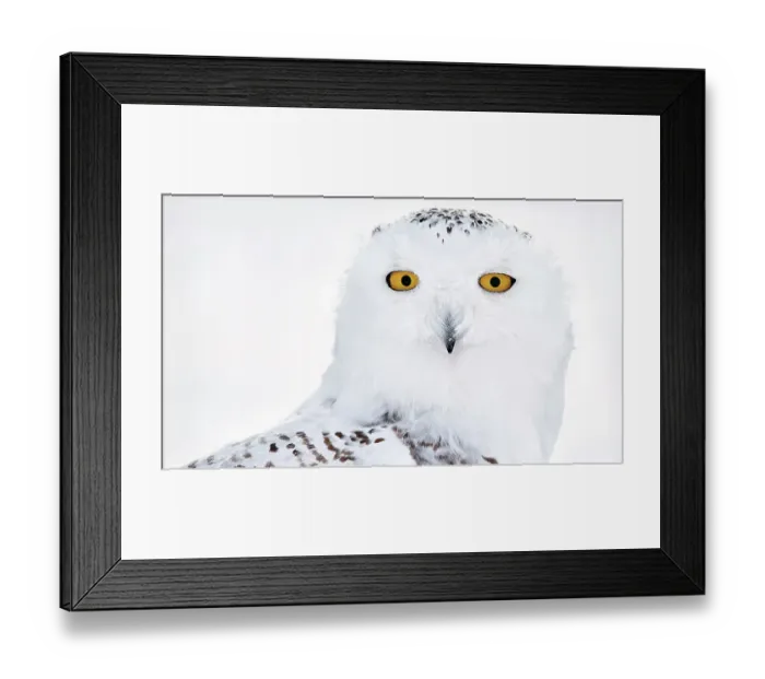 Framed Print : Snowy owl (Bubo scandiaca) female, head portrait, Canada. January Framed Print : Snowy owl (Bubo scandiaca) female, head portrait, Canada. January