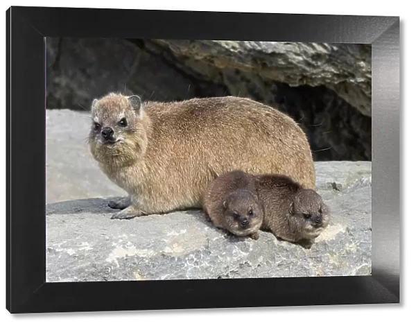 Rock hyrax  /  dassie (Procavia capensis), with babies, De Hoop Nature Reserve, Western Cape, South Africa