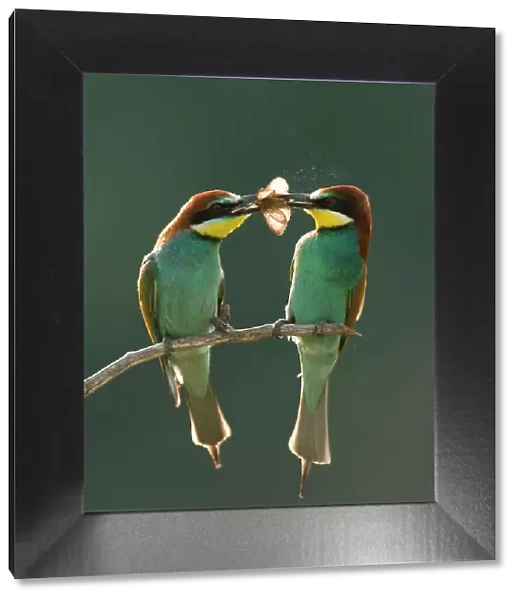 Pair of European bee-eaters (Merops apiaster) with courtship offering of insect prey, Pusztaszer, Kiskunsagi National Park, Hungary