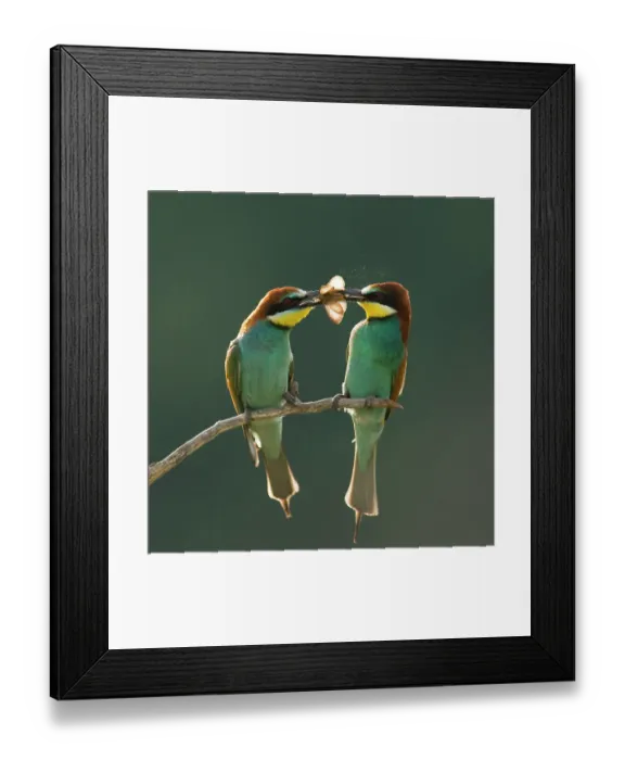 Framed Print : Pair of European bee-eaters (Merops apiaster) with courtship offering of insect prey, Pusztaszer, Kiskunsagi National Park, Hungary Framed Print : Pair of European bee-eaters (Merops apiaster) with courtship offering of insect prey, Pusztaszer, Kiskunsagi National Park, Hungary