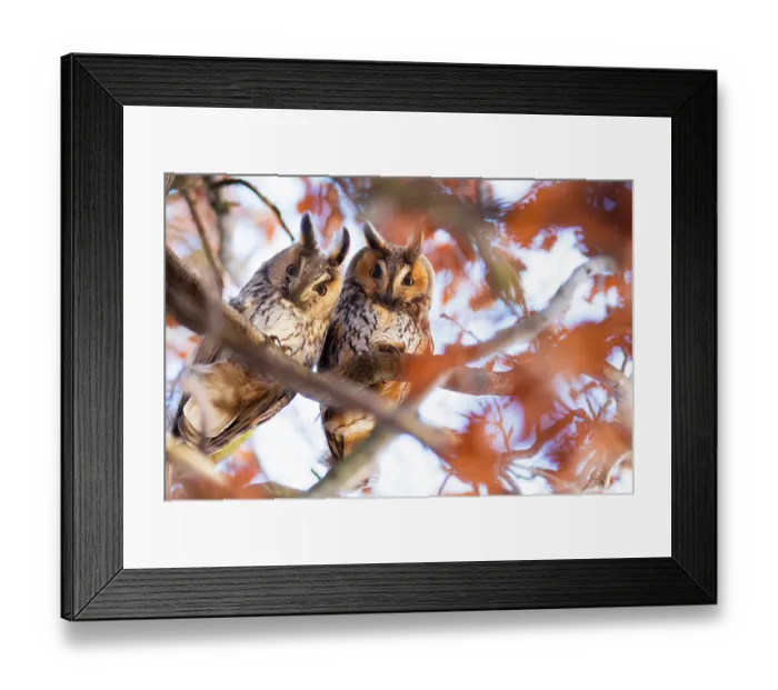 Framed Print : Long-eared owls (Asio otus) two owls perching side by side in tree, The Netherlands Framed Print : Long-eared owls (Asio otus) two owls perching side by side in tree, The Netherlands