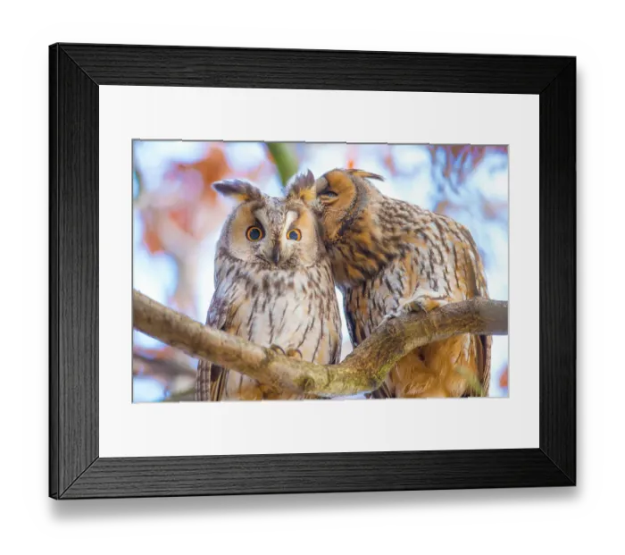 Framed Print : Long-eared owls (Asio otus) autumn, two owls interacting while roosting in tree, social behaviour, The Netherlands Framed Print : Long-eared owls (Asio otus) autumn, two owls interacting while roosting in tree, social behaviour, The Netherlands