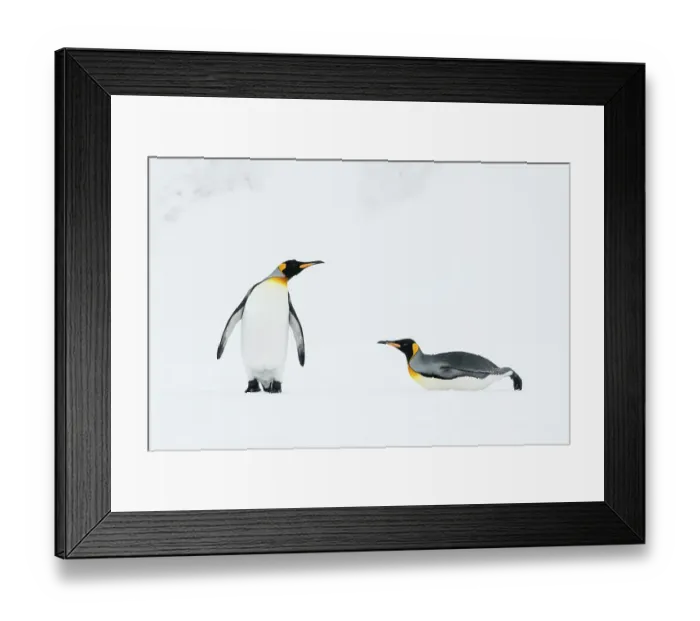 Framed Print : King penguins (Aptenodytes patagonicus) walk back to their breeding colony. Right Whale Bay, South Georgia Island Framed Print : King penguins (Aptenodytes patagonicus) walk back to their breeding colony. Right Whale Bay, South Georgia Island