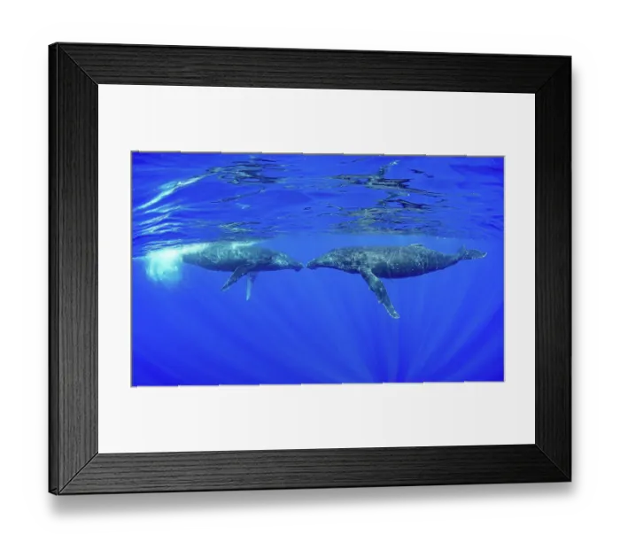Framed Print : Two Humpback whales (Megaptera novaeangliae) nose to nose, Moorea, French Polynesia, Pacific Ocean Framed Print : Two Humpback whales (Megaptera novaeangliae) nose to nose, Moorea, French Polynesia, Pacific Ocean