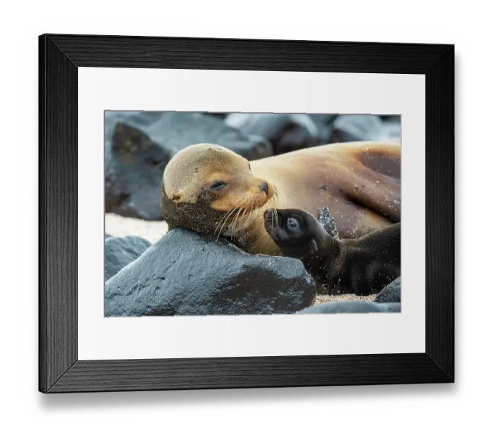 Framed Print : Galapagos sea lion (Zalophus wollebaeki) female with pup lying on rocks, Espanola Island, Galapagos, South America Framed Print : Galapagos sea lion (Zalophus wollebaeki) female with pup lying on rocks, Espanola Island, Galapagos, South America