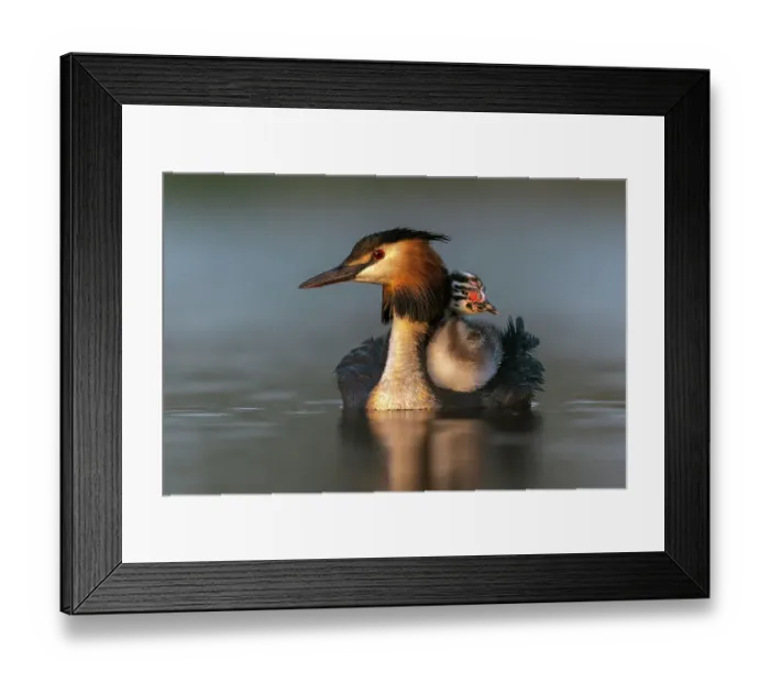 Framed Print : Great crested grebe (Podiceps cristatus) carrying a chick on its back in early morning light, Valkenhorst Nature Reserve, The Netherlands, Europe. May Framed Print : Great crested grebe (Podiceps cristatus) carrying a chick on its back in early morning light, Valkenhorst Nature Reserve, The Netherlands, Europe. May