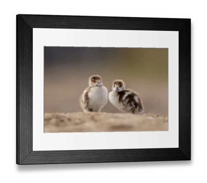 Framed Print : Two Egyptian geese (Alopochen aegyptiaca) goslings standing side by side, London, UK. February Framed Print : Two Egyptian geese (Alopochen aegyptiaca) goslings standing side by side, London, UK. February