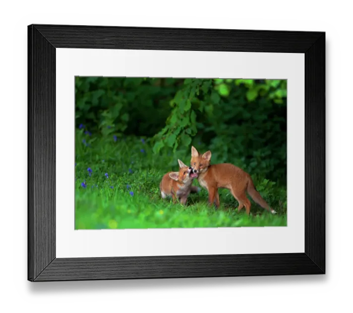 Framed Print : Two Red fox (Vulpes vulpes) cubs playfighting on the fringes of a field, Derbyshire, UK. May Framed Print : Two Red fox (Vulpes vulpes) cubs playfighting on the fringes of a field, Derbyshire, UK. May