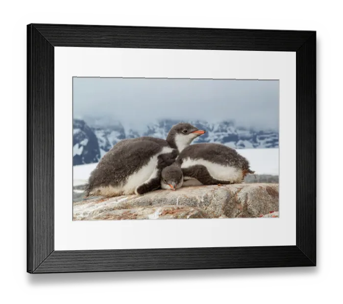 Framed Print : Two Gentoo penguin (Pygoscelis papua) chicks sleeping huddled together, Port Lockroy, Goudier Island, Antarctic Peninsula, Antarctica Framed Print : Two Gentoo penguin (Pygoscelis papua) chicks sleeping huddled together, Port Lockroy, Goudier Island, Antarctic Peninsula, Antarctica