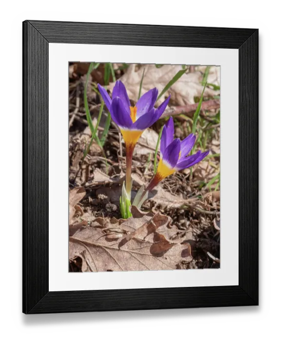 Framed Print : Sieber's crocus (Crocus sieberi var triclolor), a variety of the Cretan mountain crocus, in flower in a garden, Podere Montecucco, Orvieto, Umbria, Italy. March Framed Print : Sieber's crocus (Crocus sieberi var triclolor), a variety of the Cretan mountain crocus, in flower in a garden, Podere Montecucco, Orvieto, Umbria, Italy. March