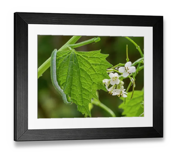 Framed Print : Orange tip butterfly (Anthocharis cardamines) caterpillar crawling over Garlic mustard (Alliaria petiolata) leaf, Orvieto, Umbria, Italy. April Framed Print : Orange tip butterfly (Anthocharis cardamines) caterpillar crawling over Garlic mustard (Alliaria petiolata) leaf, Orvieto, Umbria, Italy. April