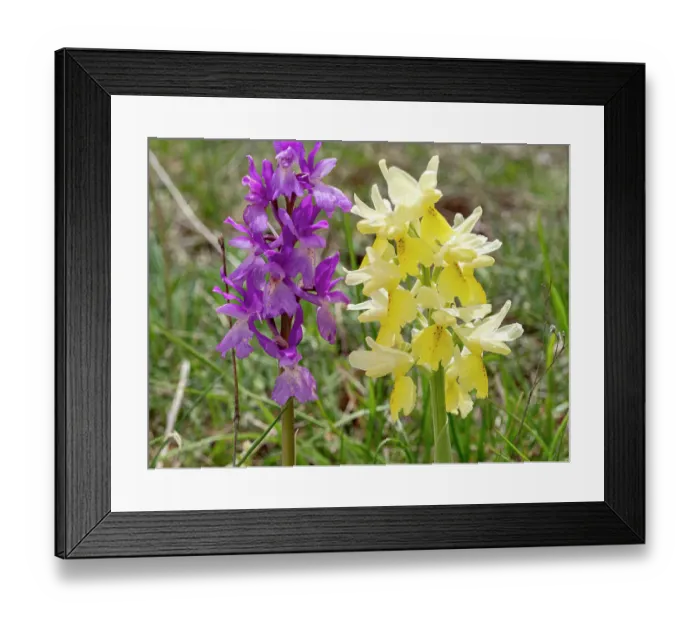 Framed Print : Hybrid orchis, Orchis x colemanii (Orchis mascula x Orchis pauciflora), a natural hybrid between Early purple orchid and Few flowered orchid, in flower, Sibillini, Umbria, Italy. May Framed Print : Hybrid orchis, Orchis x colemanii (Orchis mascula x Orchis pauciflora), a natural hybrid between Early purple orchid and Few flowered orchid, in flower, Sibillini, Umbria, Italy. May