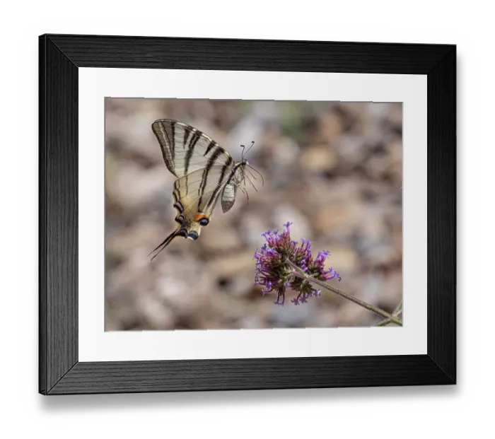 Framed Print : Scarce swallowtail butterfly (Iphiclides podalirius) landing on a flower, nr Orvieto, Italy. June