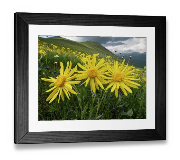 Framed Print : Arnica (Arnica montana) in flower on mountainside, Sibillini, Umbria, Italy. May Framed Print : Arnica (Arnica montana) in flower on mountainside, Sibillini, Umbria, Italy. May