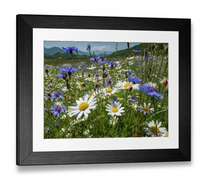 Framed Print : Wildflowers flowering in abundance on fallow agricultural land, Poppies (Papaver rhoeas), Cornflowers (Centaurea cyanus), Ox-eye daisies (Leucanthemum vulgare), Field chamomile (Anthemis arvensis), nr Monteleone di Spoleto, Umbria, Italy. May Framed Print : Wildflowers flowering in abundance on fallow agricultural land, Poppies (Papaver rhoeas), Cornflowers (Centaurea cyanus), Ox-eye daisies (Leucanthemum vulgare), Field chamomile (Anthemis arvensis), nr Monteleone di Spoleto, Umbria, Italy. May