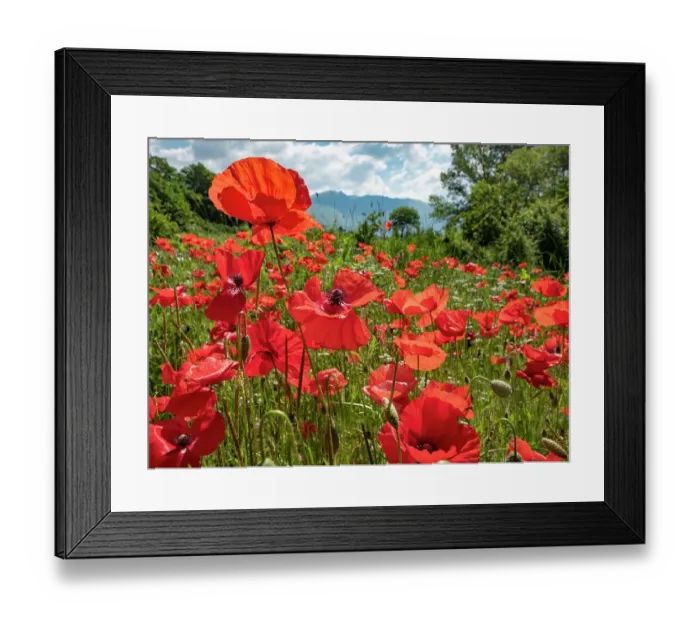 Framed Print : Mass of Field poppies (Papaver rhoeas)flowering in summer, Sibillini, Umbria, June Framed Print : Mass of Field poppies (Papaver rhoeas)flowering in summer, Sibillini, Umbria, June