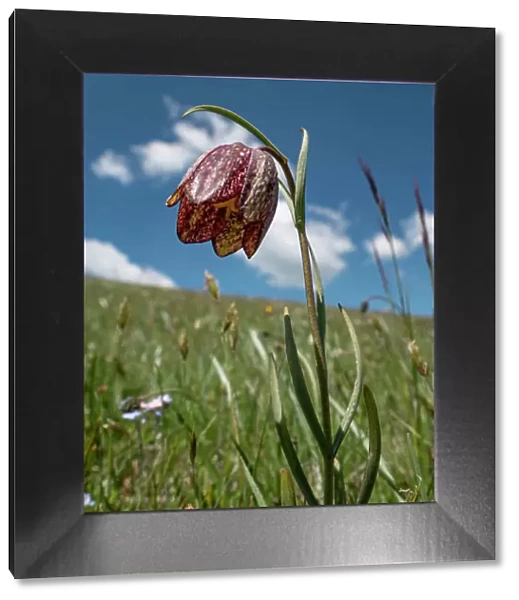 Mountain fritillary (Fritillaria montana) in flower on the slope of Mount Vettore, Umbria, Italy. May