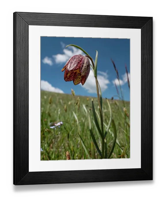 Framed Print : Mountain fritillary (Fritillaria montana) in flower on the slope of Mount Vettore, Umbria, Italy. May Framed Print : Mountain fritillary (Fritillaria montana) in flower on the slope of Mount Vettore, Umbria, Italy. May