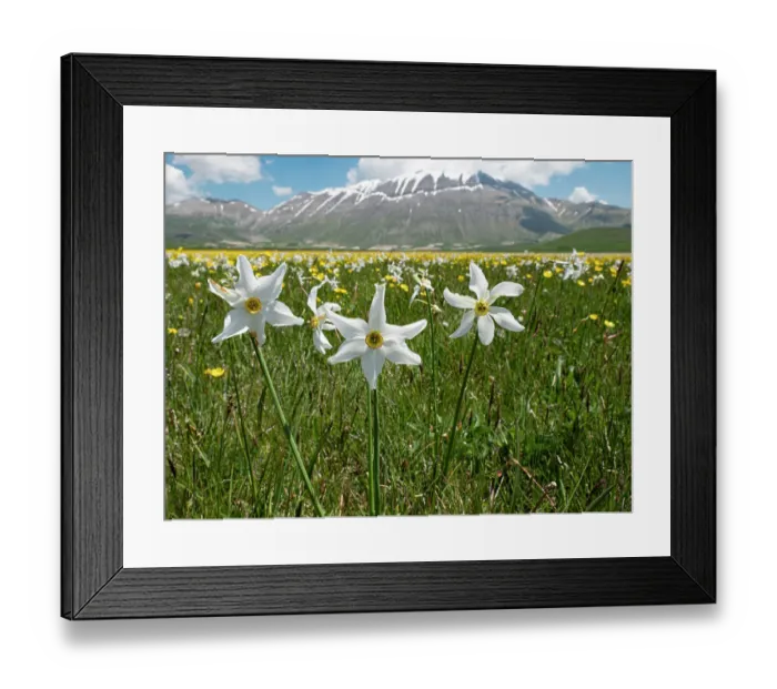 Framed Print : Poet's narcissus (Narcissus poeticus) in flower with Wild tulips (Tulipa sylvestris australis) in background, Piano Grande plateau, Sibillini National Park, Umbria, Italy. June Framed Print : Poet's narcissus (Narcissus poeticus) in flower with Wild tulips (Tulipa sylvestris australis) in background, Piano Grande plateau, Sibillini National Park, Umbria, Italy. June
