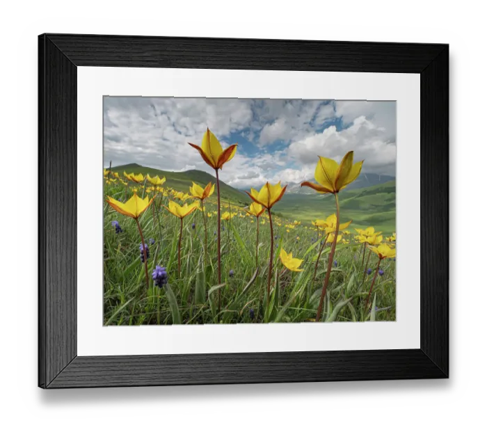 Framed Print : Wild tulips (Tulipa sylvestris australis and Tulipa australis) flowering at altitude above Piano Grande plateau, Sibillini National Park, Umbria, Italy. May Framed Print : Wild tulips (Tulipa sylvestris australis and Tulipa australis) flowering at altitude above Piano Grande plateau, Sibillini National Park, Umbria, Italy. May