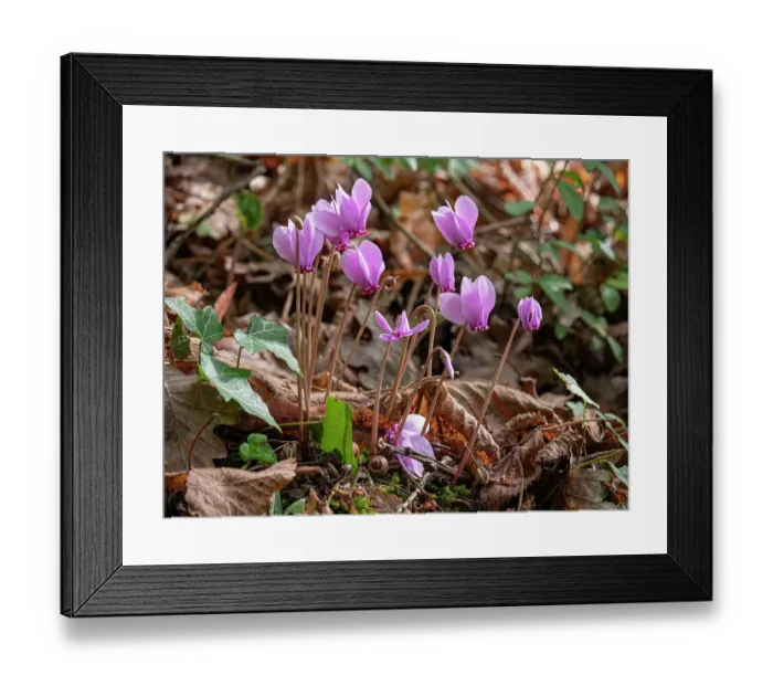 Framed Print : Ivy-leaved cyclamen (Cyclamen hederifolium) in flower in autumnal woodland, Umbria, Italy. October Framed Print : Ivy-leaved cyclamen (Cyclamen hederifolium) in flower in autumnal woodland, Umbria, Italy. October