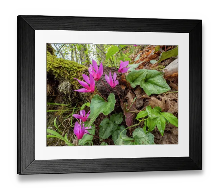 Framed Print : Spring cyclamen (Cyclamen repandum) in flower in woodland, Mount Moricone, Sibillini, Umbria, Italy. May