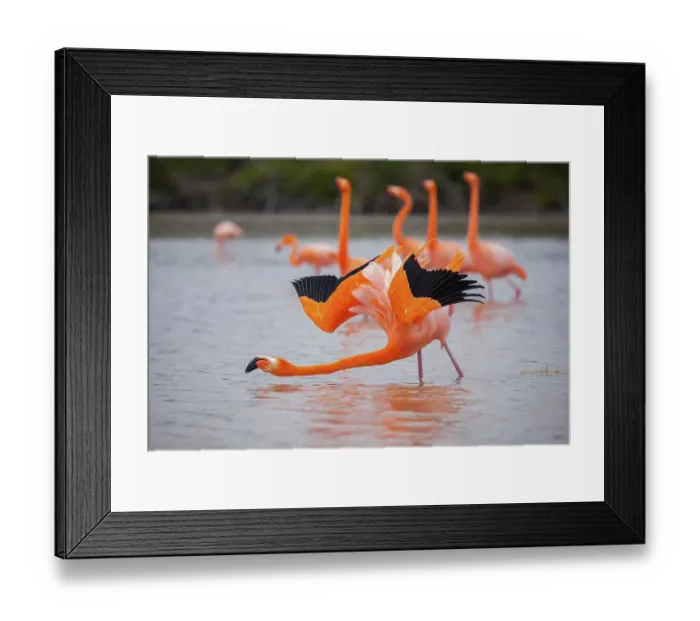 Framed Print : American flamingo (Phoenicopterus ruber) performing courtship wing flashing, Quinta Playa, Isabela Island, Galapagos Islands, Ecuador