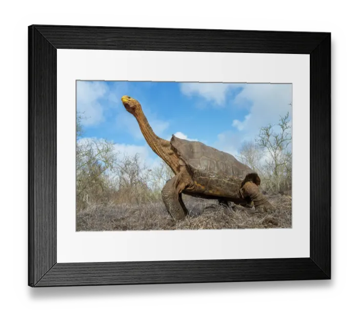 Framed Print : Old male Espanola giant Galapagos tortoise (Chelonoidis hoodensis) stretching its neck in clearing, Las Tunas, Espanola Island, Galapagos Islands, Ecuador Framed Print : Old male Espanola giant Galapagos tortoise (Chelonoidis hoodensis) stretching its neck in clearing, Las Tunas, Espanola Island, Galapagos Islands, Ecuador