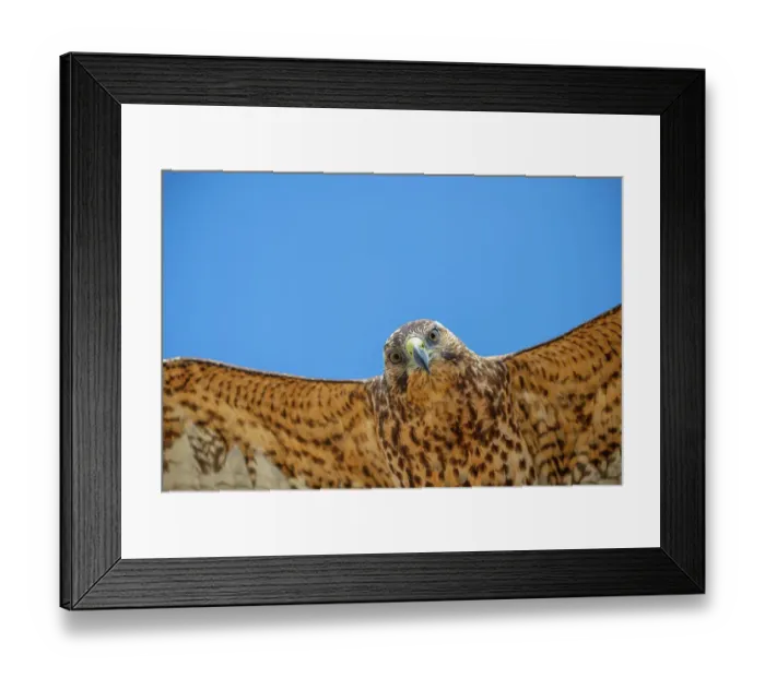 Framed Print : Close up of Galapagos hawk (Buteo galapagoensis) in immature plumage, flying, Alcedo Volcano, Isabela Island, Galapagos Islands, Ecuador